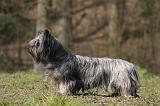 SKYE TERRIER 090